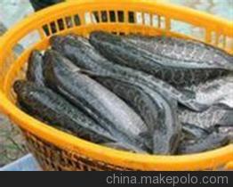 【大量收購玉米、汈汊湖水產養殖(圖)、收購玉米】價格,廠家,圖片,農副產品加工,漢川市汈汊湖四叉水產養殖專業合作社-