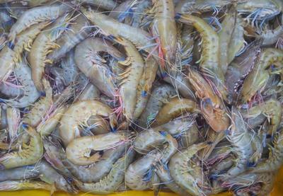 柬埔寨野生水產品已完成輸華程序