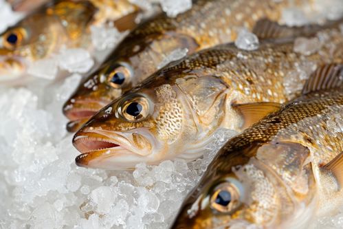 生鮮海鮮水產冰凍銀鱈魚 攝影圖