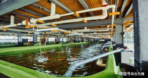 新加坡 都市垂直農業 垂直水產養殖方案解食品安全難題