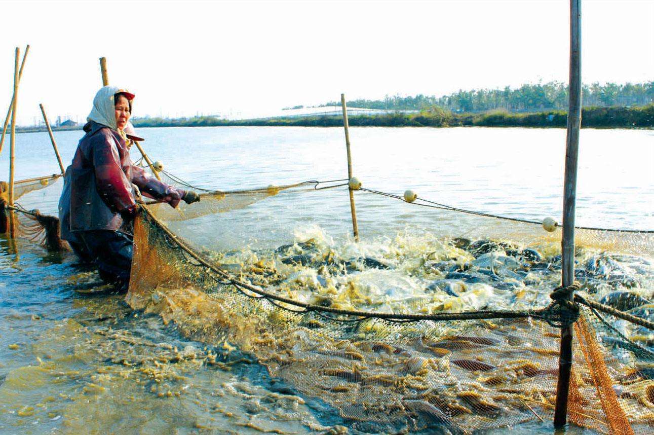 你的水產動物長期處在應激狀態，必須要高度重視!