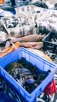 第一網下去收獲200多斤魚!中山海鮮季又來啦