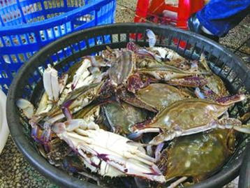 記者探訪 梭子蟹今年交易量創紀錄 最低僅售2.5元一斤