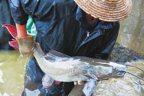 絲尾鳠入選十大特色水產種質資源