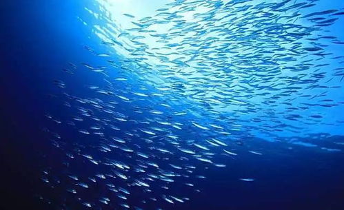 泉州 水產加工轉型升級 小魚小蝦華麗轉身