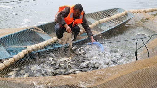 蛋價 黃了 ,豬價 跌慘 ,榴蓮大降價,魚價 飼料上漲 咋了 豆粕 生豬 榴梿 水果 香草 中央豬肉儲備 網(wǎng)易訂閱