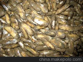 【蟶子/貝類/海鮮/水產(chǎn)品(圖)】價格,廠家,圖片,貝類,潘愛玲-