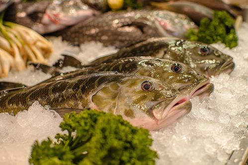 生鮮海鮮水產冰凍銀鱈魚 攝影圖