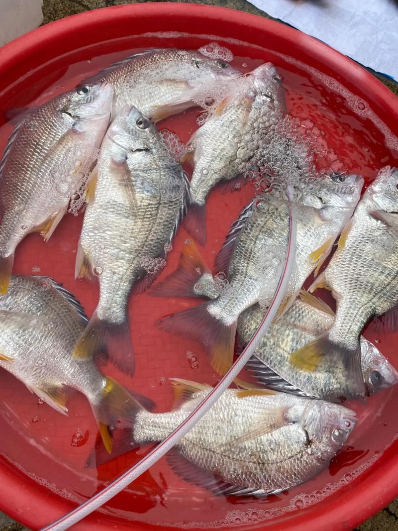 海鮮水產 #水產人 #抖音海鮮推薦官 東山島海鮮 可代處理