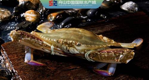 足不出戶吃遍時令海鮮,舟山國際水產城牽手天貓農產品