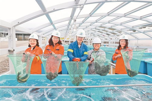 我國首個冷能養殖 藍色牧場 水美魚肥