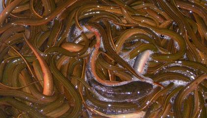 實驗室盤式造粒機|山東圓盤造粒機生產廠家|小型圓盤造粒機價格 其他鮮活水產品 找供應 鄭州114農業網