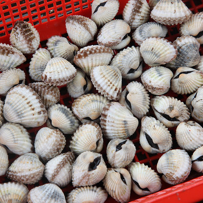 血蚶鮮活東海野生銀新鮮象山蚶子 好評好店