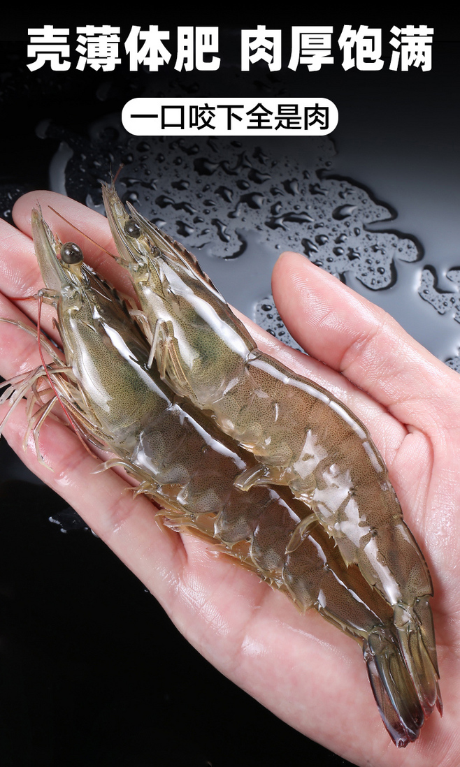 大蝦鮮活速凍海蝦基圍蝦海鮮水產(chǎn)凍蝦青島對蝦青蝦新鮮海捕超大蝦-tmall.com天貓