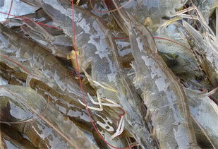 董氏水產(chǎn) 新品上線