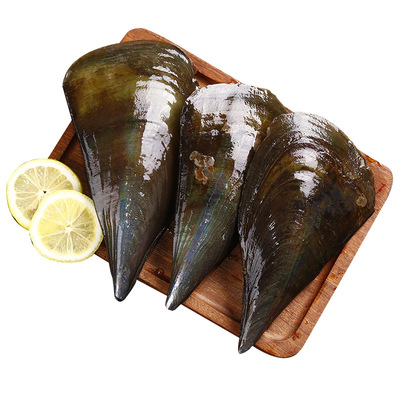 廠家直銷 帶子貝江瑤貝 綠貝海鮮 鮮活水產品 批發冷凍貝類產品