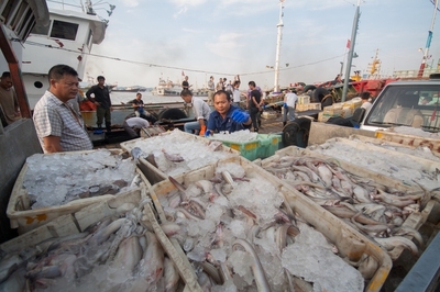 臺風過后“第一網” 海鮮上市吃起來