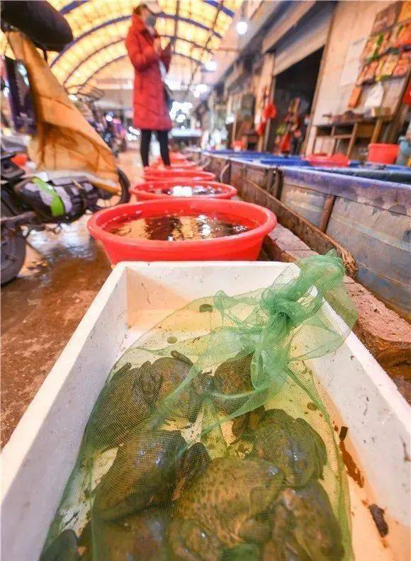 水產農貿市場無野味 牛蛙全是人工養殖