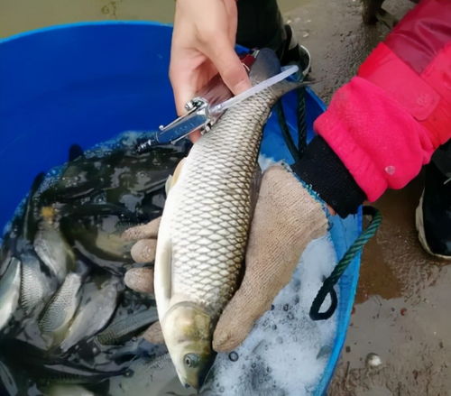 很多人愛吃這5種海鮮,其實添加劑太多 水產(chǎn)店老板 我從來不吃