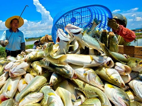 成功攬單超3億元 珠海水產 軍團 挺進 大東北