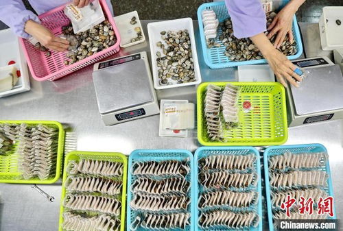 河北秦皇島 海產品生產出口忙