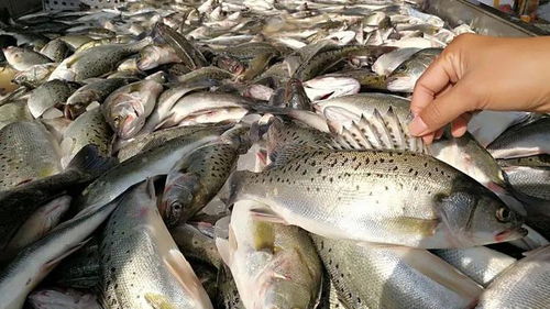 水產用免疫多糖越來越多,用了就能起作用 這些科研僅供參考▏陳昌福專欄
