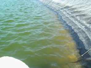 酷暑高溫季節水產養殖池塘管理技術