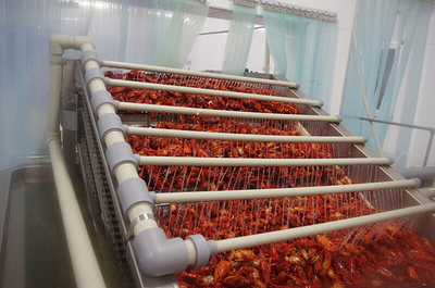 洪湖水養(yǎng)洪湖蝦,洪湖小龍蝦為何如此美味!