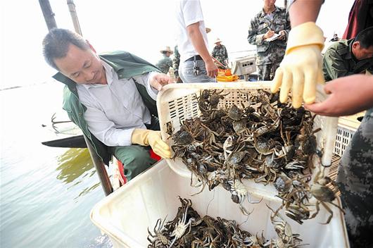 湖北河蟹要攀百億產值高峰
