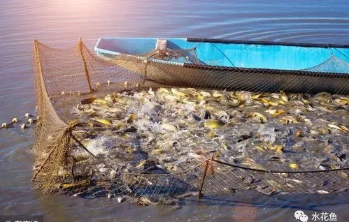 水產行業分析 回顧2018年 展望2019年