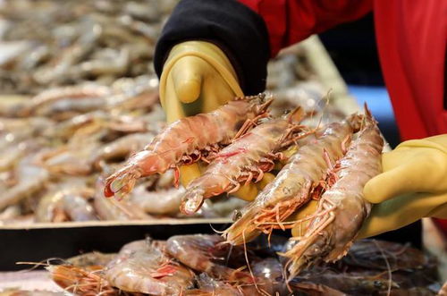 美國人瘋狂吃蝦,可是捕蝦人卻面臨失業 美國的蝦究竟哪里來的