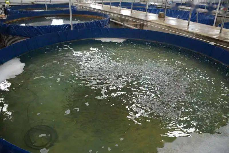 “工廠化”養殖,產值300多萬元!探出生態環保養殖新路徑!