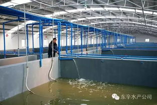 江蘇連云港東辛水產育苗場全力以赴備育苗