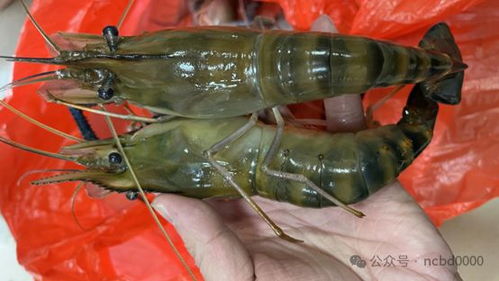 年產(chǎn)1600萬斤魚蝦,40年水產(chǎn)老兵進軍小棚蝦市場,投6000萬元建種苗場 2024小棚蝦產(chǎn)業(yè)調研⑩