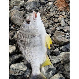 尚鮮水產(chǎn)產(chǎn)品展示與品質評析