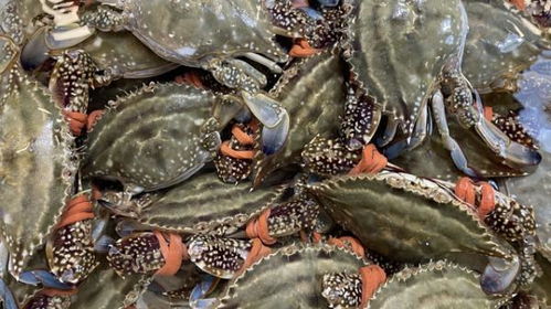 新春佳節(jié)水產(chǎn)熱銷，市場火爆喜迎銷售高峰