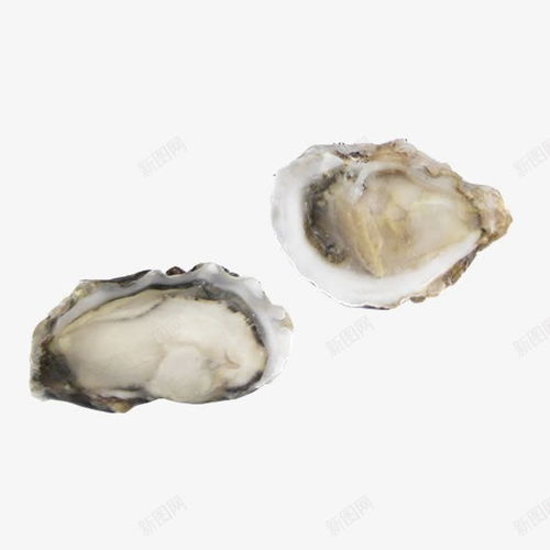 法國進口海蠣 海洋珍饈的電商創意呈現