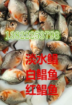 邵陽魴魚苗選購指南 優質供應商推薦與誠意合作建議