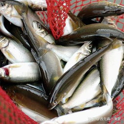 香魚 名揚四海的淡水魚之王