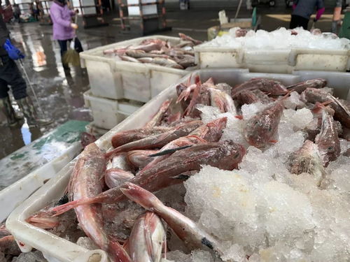 舟山國際水產城今日風貌 水產貿易的繁榮圖景