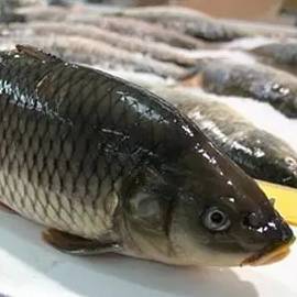 水產專家提醒 這7種魚千萬別買，家里買菜的人必看