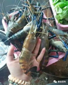 一只小蝦，一年產值超5億元——廣東江門新會區水產養殖的成功密碼