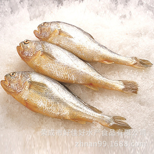 冷凍優質黃花魚大量供應，營養豐富，廠家直供，歡迎咨詢